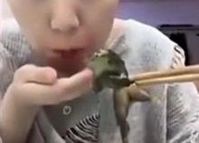 美女主播吞青蛙