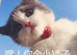 呵小娘们表情包