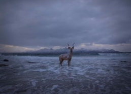 tup图片,探索 tup 图片背后的故事与魅力