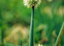 小葱花背景,探寻美食背后的文化传承与匠心独运